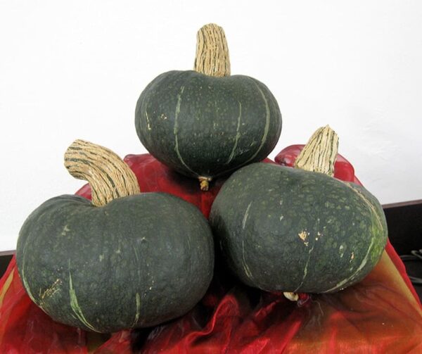 Cucurbita maxima Autumn Cup F1