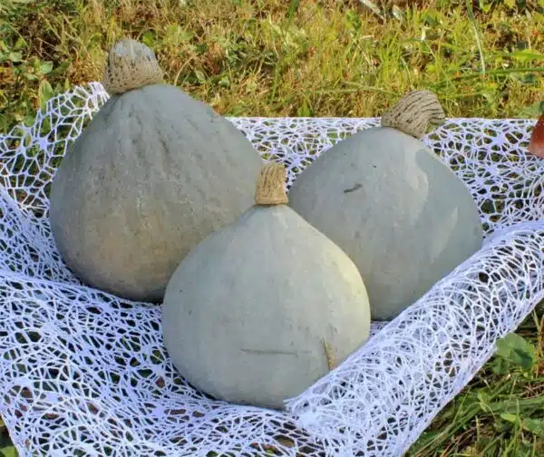 Cucurbita maxima Azul Bebé