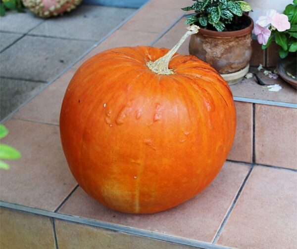 Cucurbita maxima Big Max - Afbeelding 2