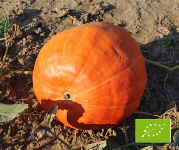 Cucurbita maxima Big Max BIO