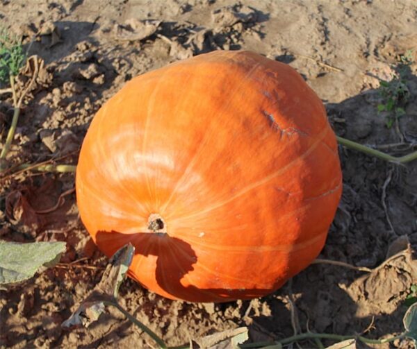 Cucurbita maxima Big Max