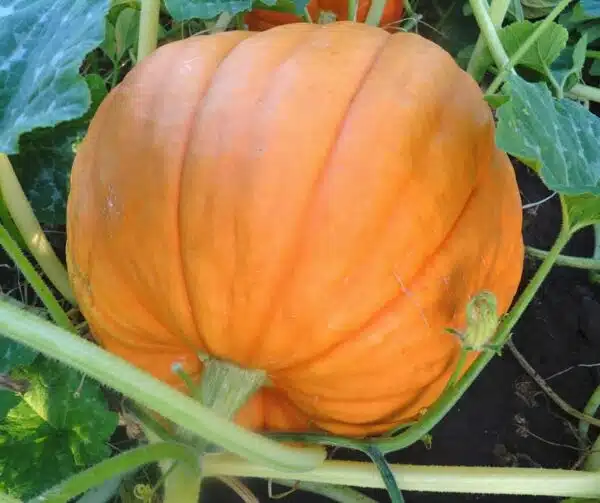 Cucurbita maxima Big Moose - Afbeelding 2