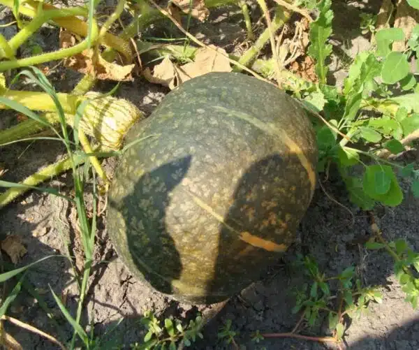 Гарбуз (Cucurbita maxima) Чорны лес - выява 2