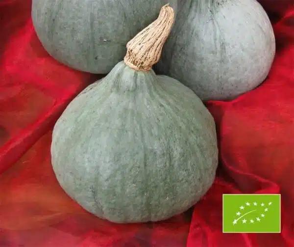 Cucurbita maxima Blue Ballet BIO
