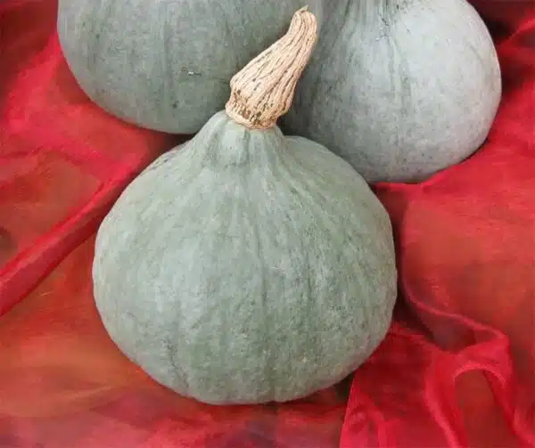 Cucurbita maxima Blå balett
