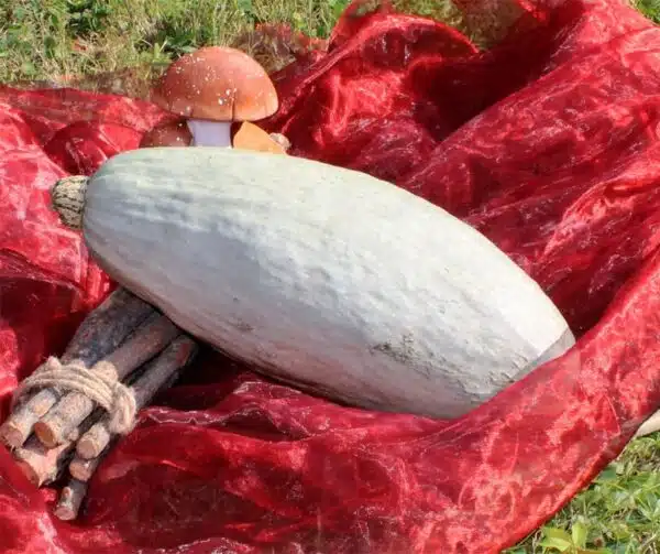 Cucurbita maxima Blue Banana