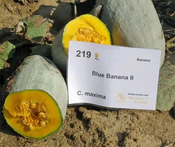 Cucurbita maxima Blue Banana - Afbeelding 2