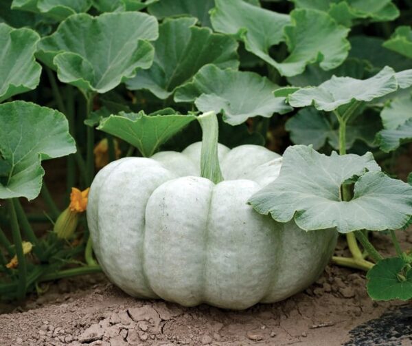 Cucurbita maxima Blå docka F1