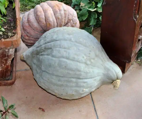 Cucurbita maxima Blue Hubbard - Immagine 2
