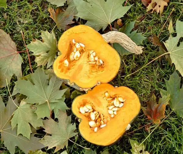 Cucurbita maxima Bon Bon F1 - Image 2