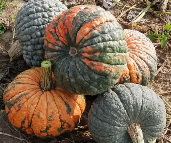 Cucurbita maxima Buen Gusto de Horno - выява 2