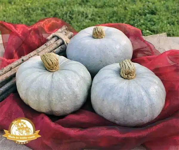 Cucurbita maxima Bylinka