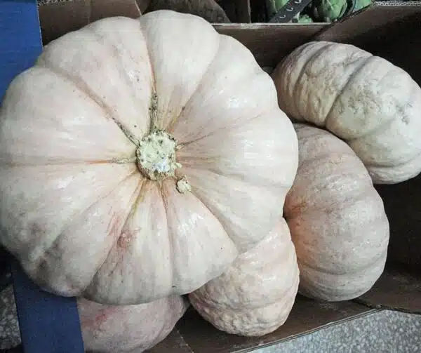 Cucurbita maxima Crown Prince F1