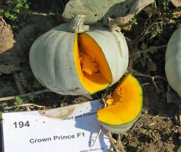 Cucurbita maxima Crown Prince F1 - Image 2