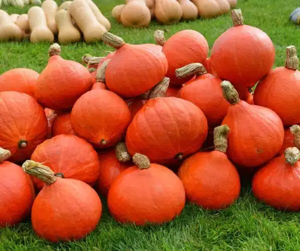 Cucurbita maxima Divine F1