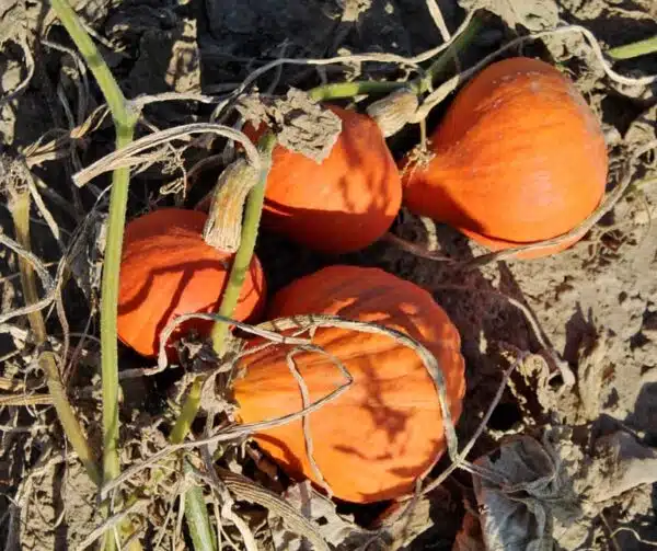 Cucurbita maxima Divine F1 - Afbeelding 2