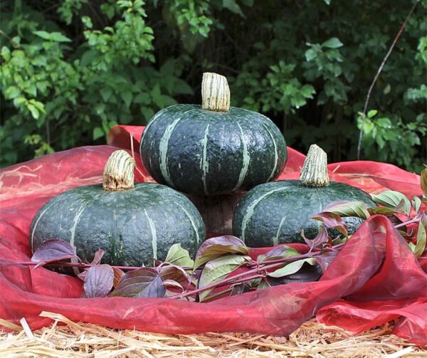 Cucurbita maxima Dolcevera F1 - Afbeelding 2