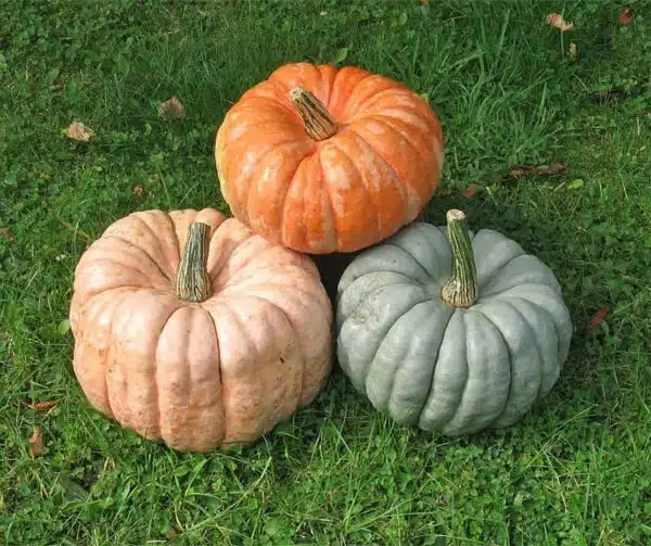 Cucurbita maxima Doll F1 mixture