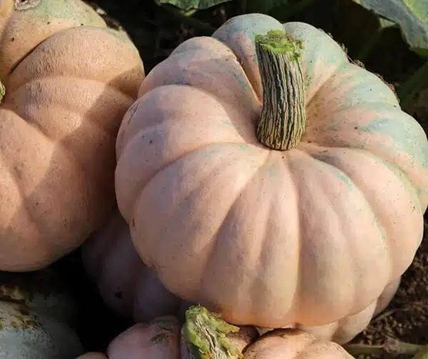 Cucurbita maxima Entry mixture - Afbeelding 4