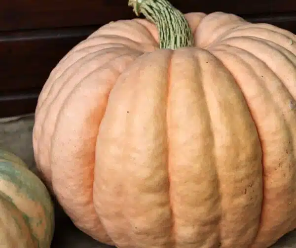 Cucurbita maxima Entry mixture - Afbeelding 2