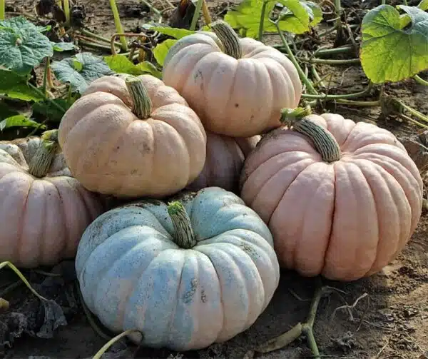 Cucurbita maxima Entry mixture - Afbeelding 3