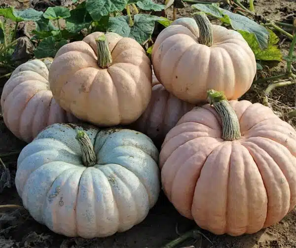 Cucurbita maxima Entry mixture