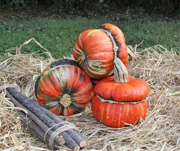 Cucurbita maxima Fungo - Bild 2