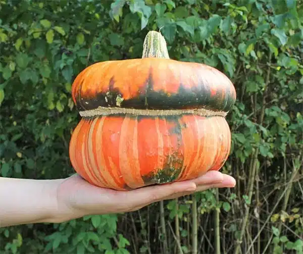 Cucurbita maxima Fungo