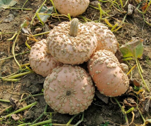 Cucurbita maxima Galeux d Eysines - Afbeelding 3