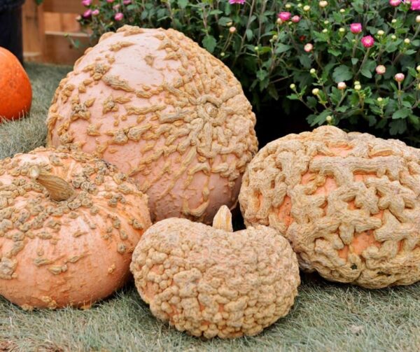 Cucurbita maxima Galeux d Eysines