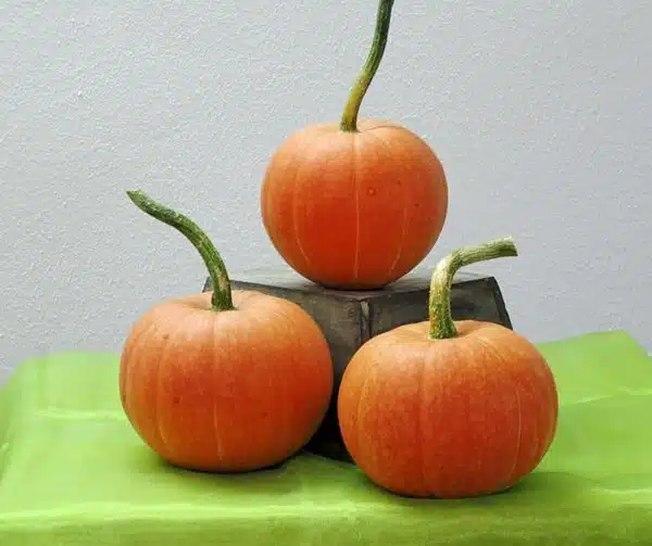 Cucurbita maxima Calabaza Dorada