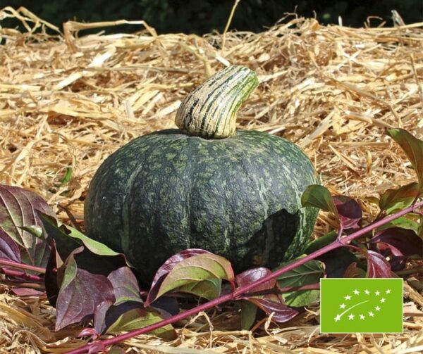 Cucurbita maxima Green Hokkaido BIO