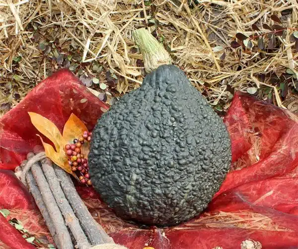 Cucurbita maxima Chicago Warted
