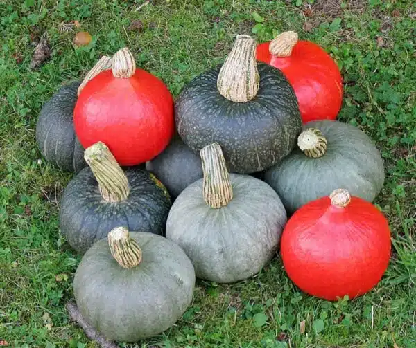 Сумесь Cucurbita maxima Hokkaido