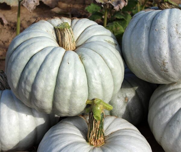 Cucurbita maxima Istanbul - Afbeelding 2
