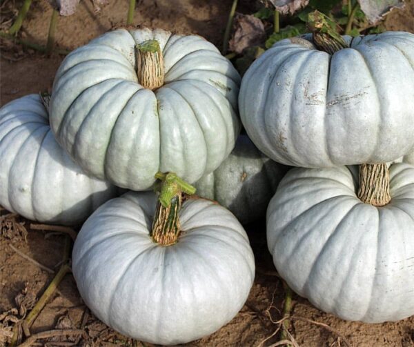 Cucurbita maxima Istanbul