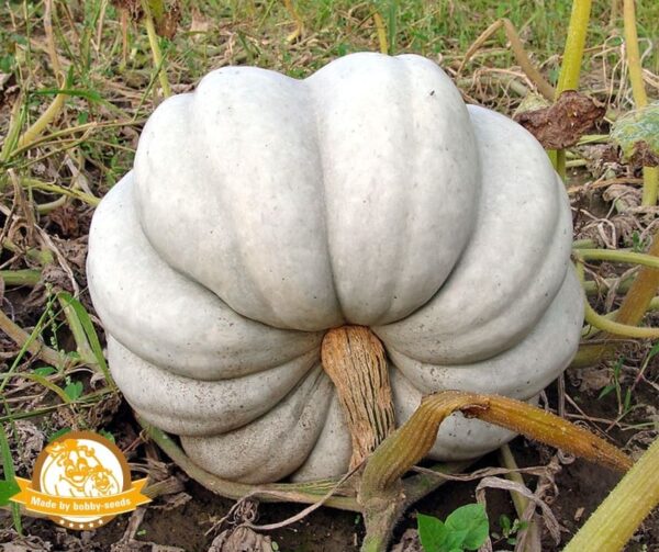 Cucurbita maxima Istanbul - Afbeelding 3