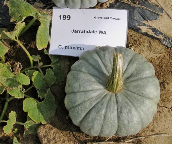Cucurbita maxima Jarrahdale - выява 2