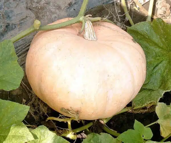 Cucurbita maxima Jaune Gros de Paris