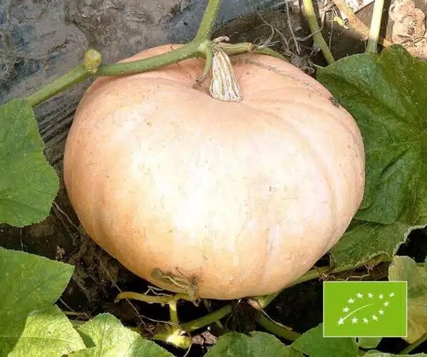 Cucurbita maxima Jaune Gros de Paris BIO
