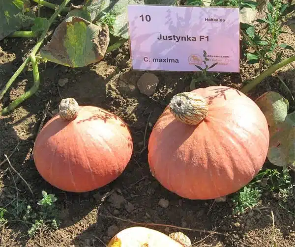 Cucurbita maxima Justynka F1 - Afbeelding 2