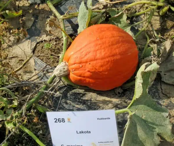 Гарбуз (Cucurbita maxima Lakota) — выява 3