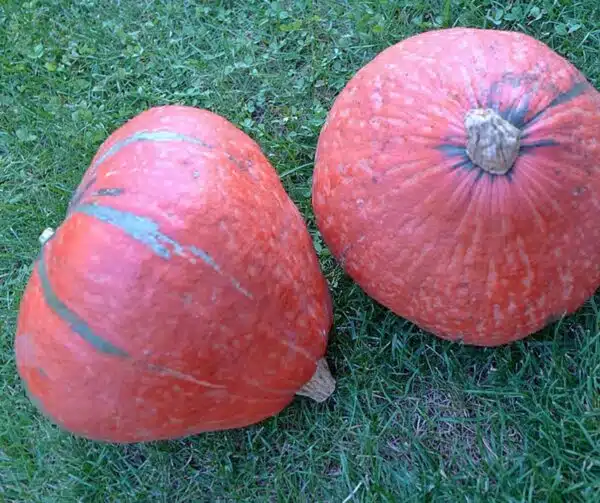 Гарбуз (Cucurbita maxima Lakota) — выява 2