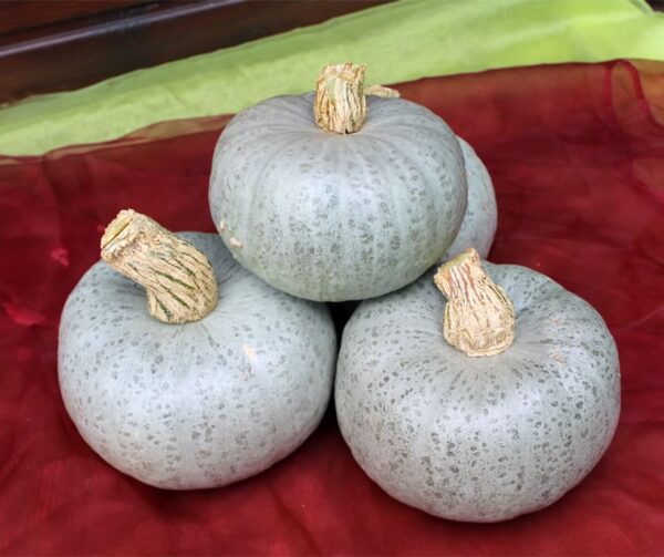 Cucurbita maxima Leckor F1 BIO - Afbeelding 4
