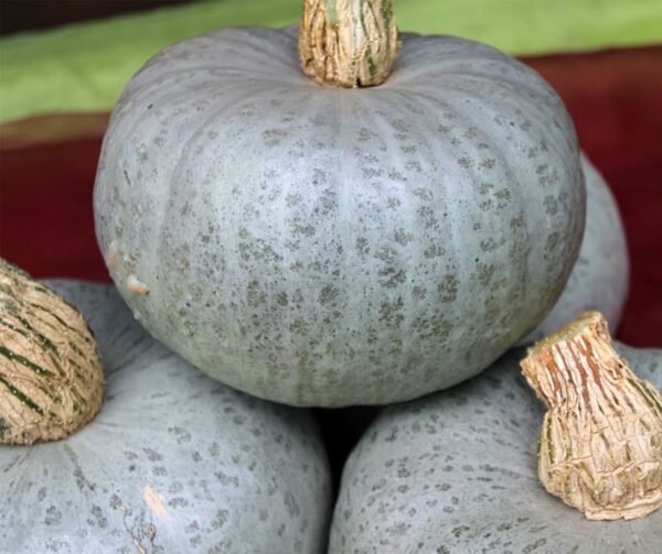 Cucurbita maxima Leckor F1 BIO - Afbeelding 2