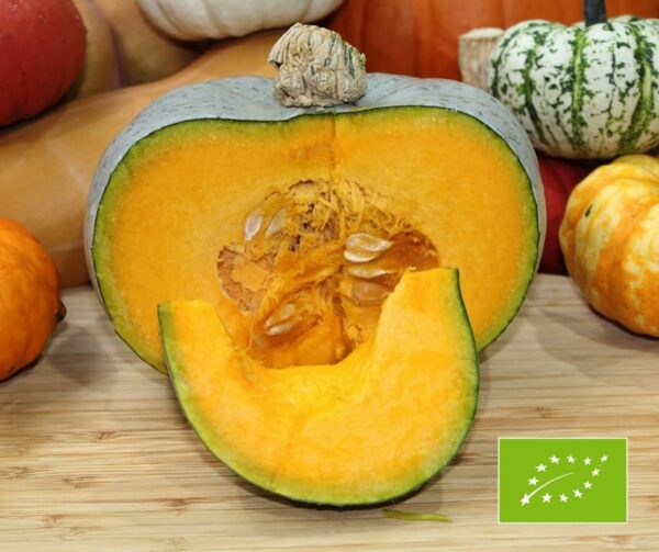Cucurbita maxima Leckor F1 BIO