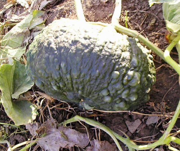 Cucurbita maxima Marina di Chioggia - Afbeelding 2
