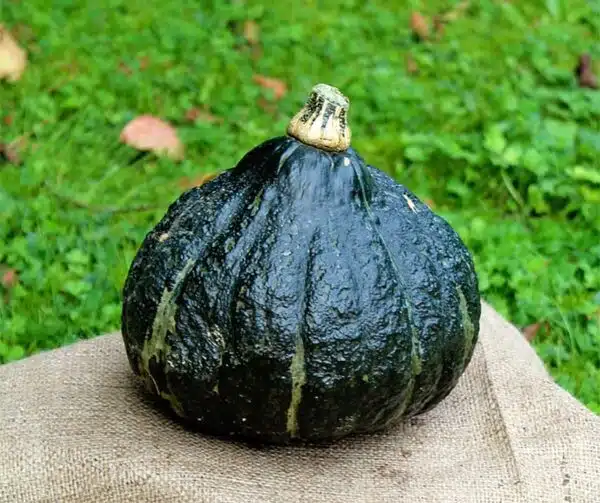 Cucurbita maxima Mini Green Hubbard