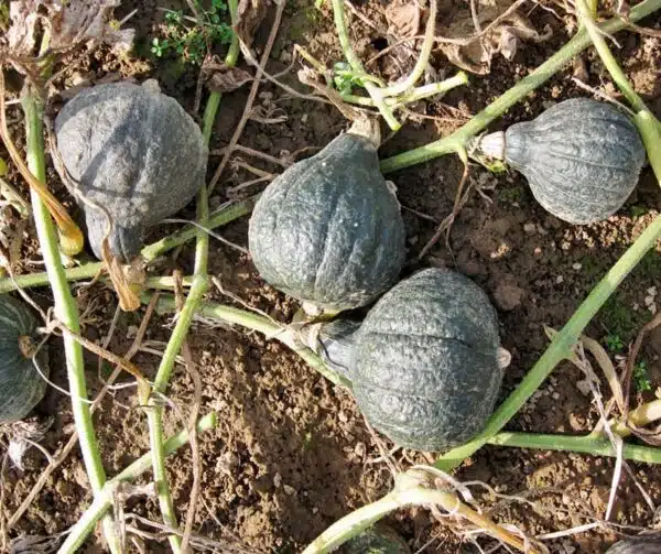 Cucurbita maxima Mini Green Hubbard - выява 2