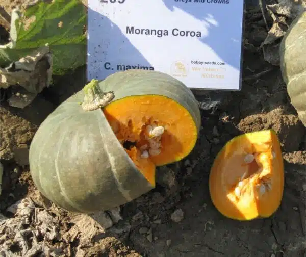 Cucurbita maxima Moranga Coroa - Afbeelding 2